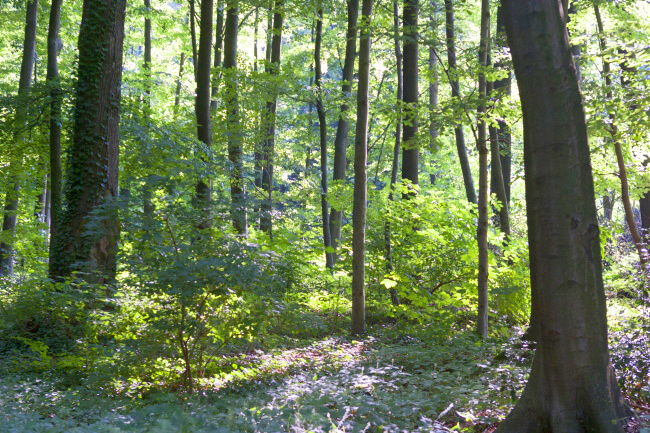 Laubwald